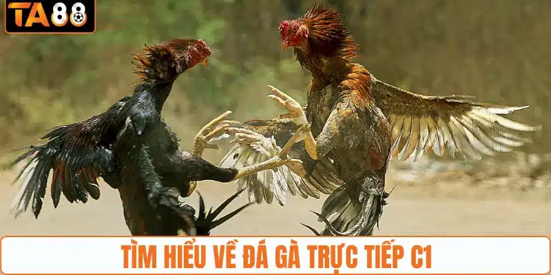 Giới thiệu chung đá gà trực tiếp C1