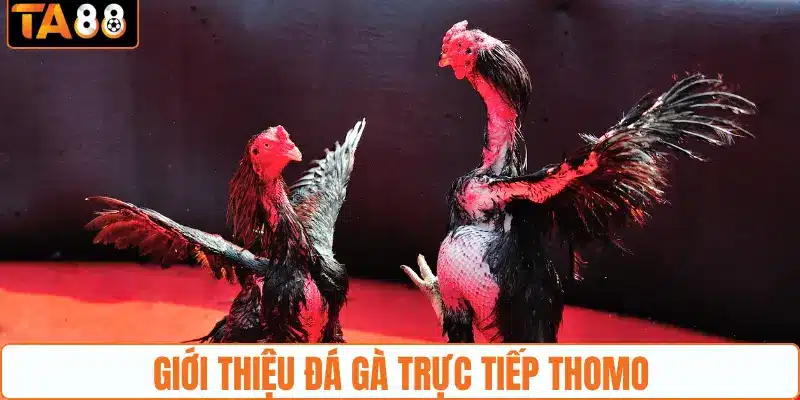 Giới thiệu đá gà trực tiếp Thomo