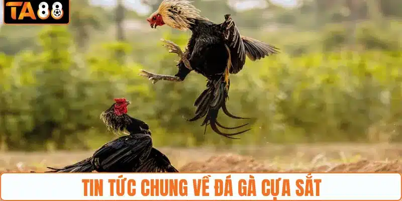 Thông tin cơ bản về đá gà cựa sắt tại TA88